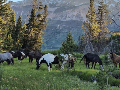 Yellowstone Horse & Mule: Bechler Trail Yellowstone